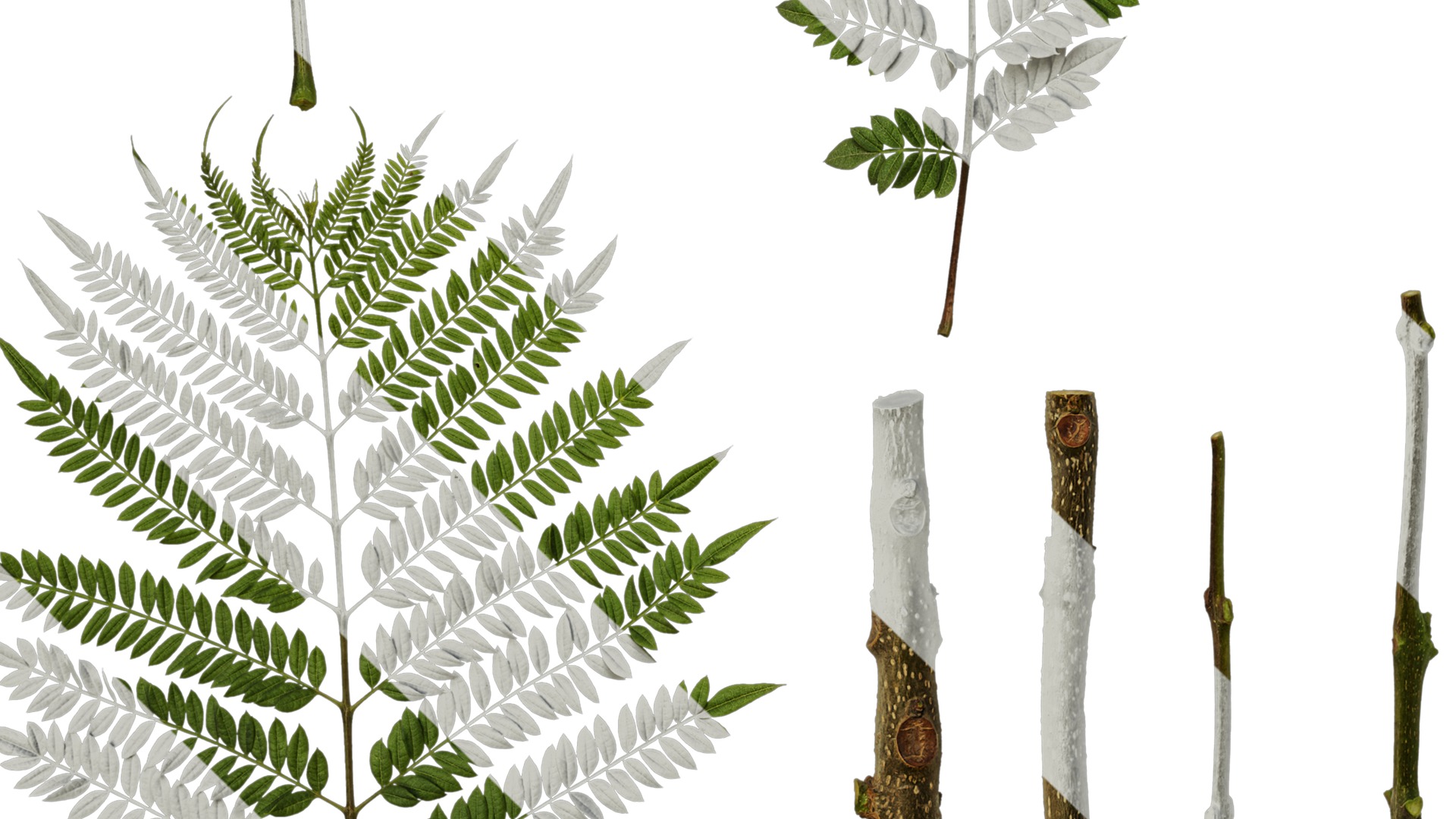 Anydrafts Jacaranda mimosifolia Leaf 08 Texture_5