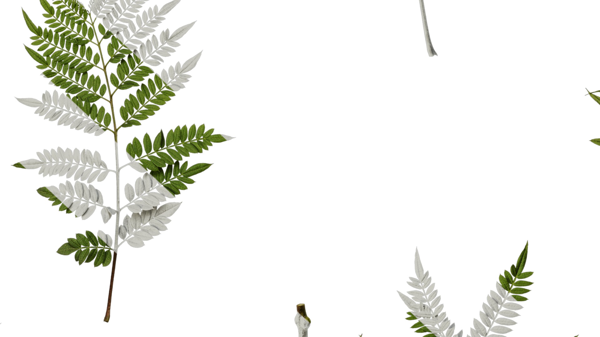 Anydrafts Jacaranda mimosifolia Leaf 08 Texture_7