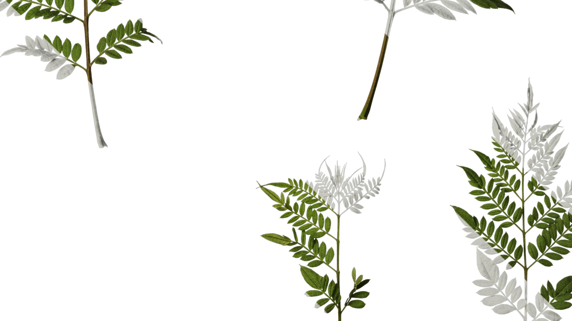 Anydrafts Jacaranda mimosifolia Leaf 08 Texture_4