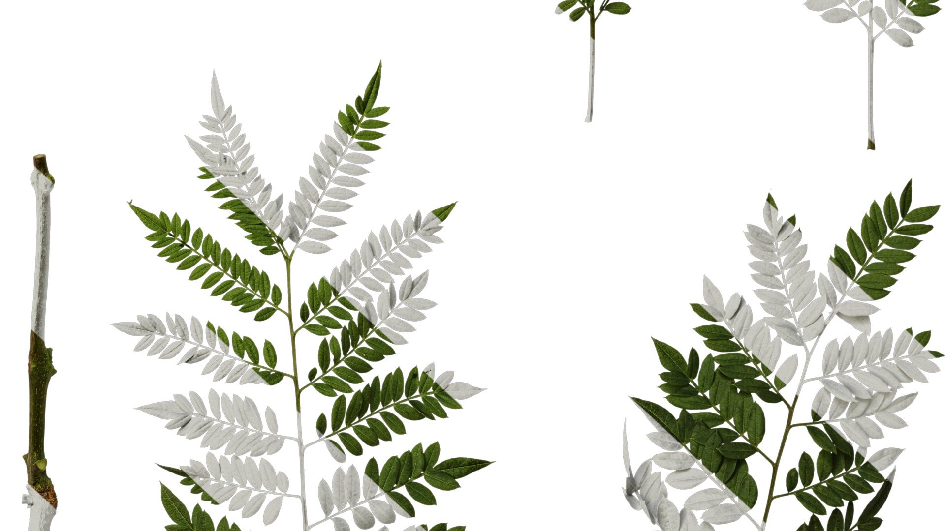 Anydrafts Jacaranda mimosifolia Leaf 08 Texture_6