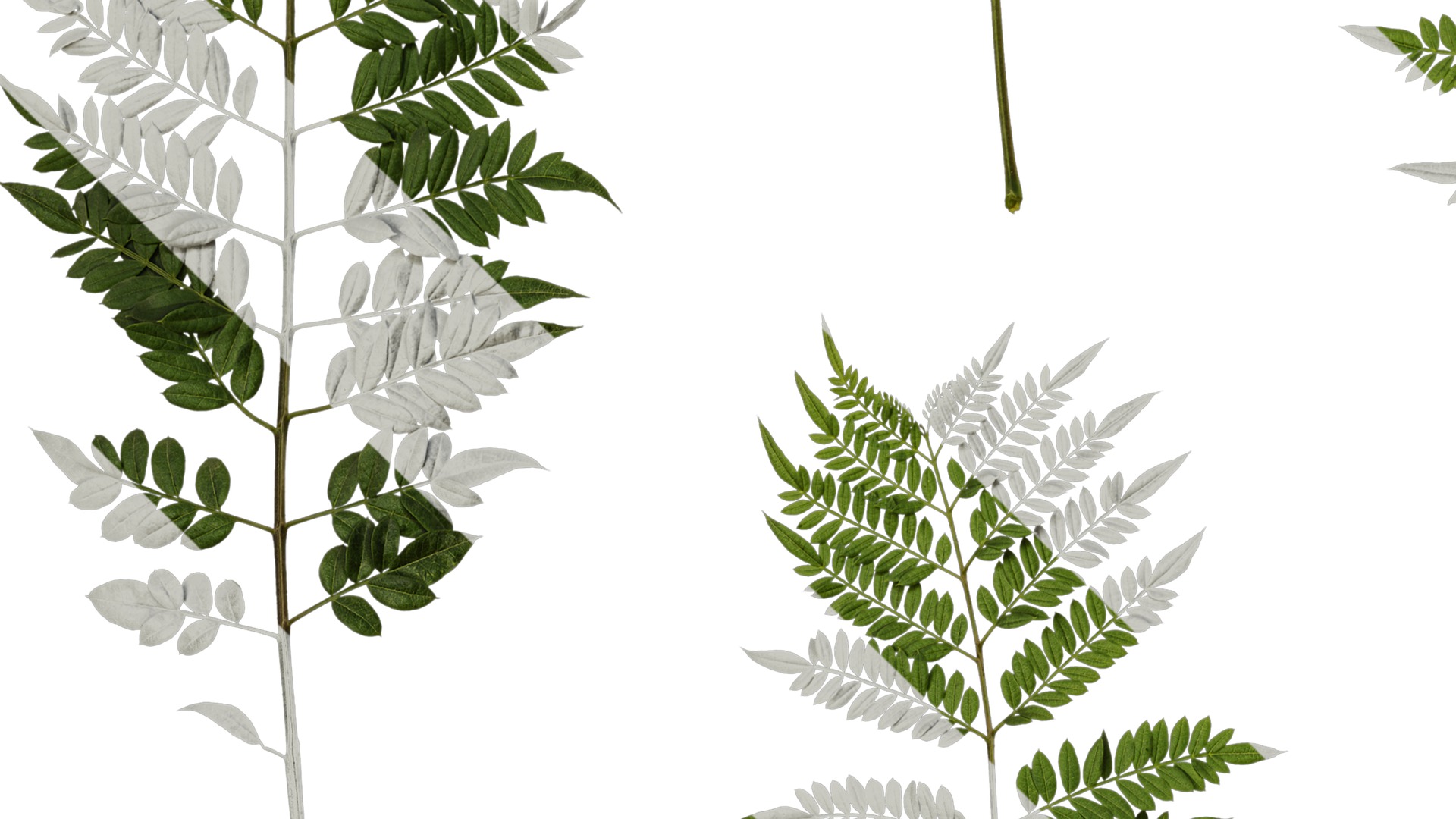 Anydrafts Jacaranda mimosifolia Leaf 08 Texture_3