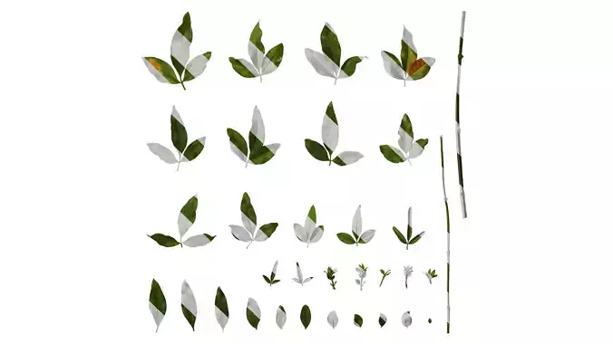 Anydrafts Jasminum nudiflorum Leaf 02