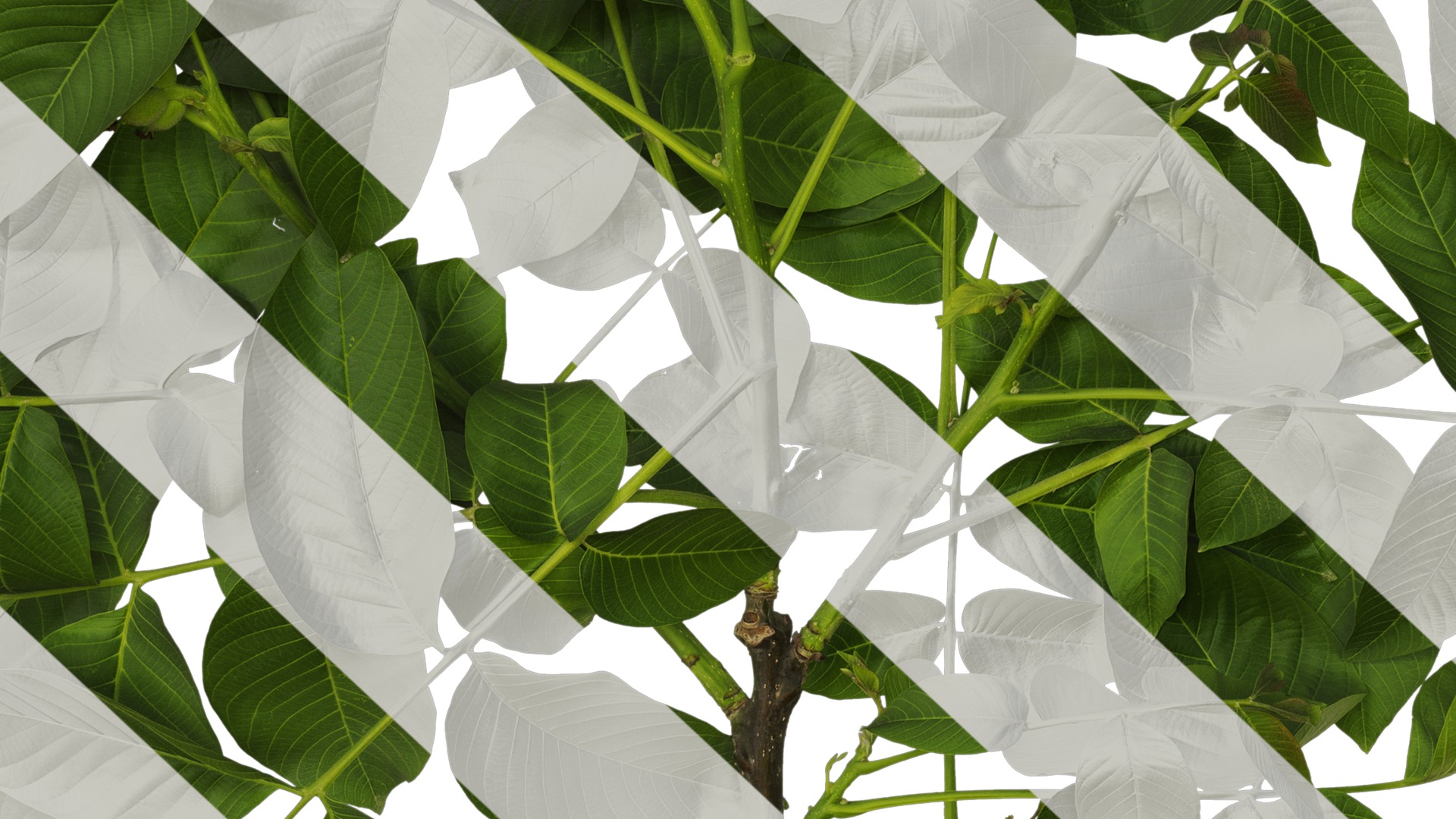 Anydrafts Juglans regia Atlas 05 Texture_7