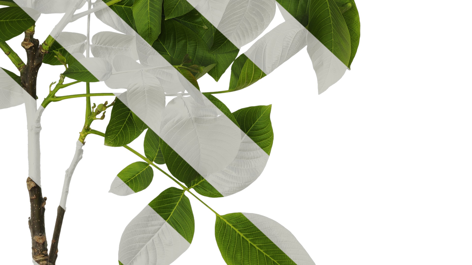 Anydrafts Juglans regia Atlas 05 Texture_6