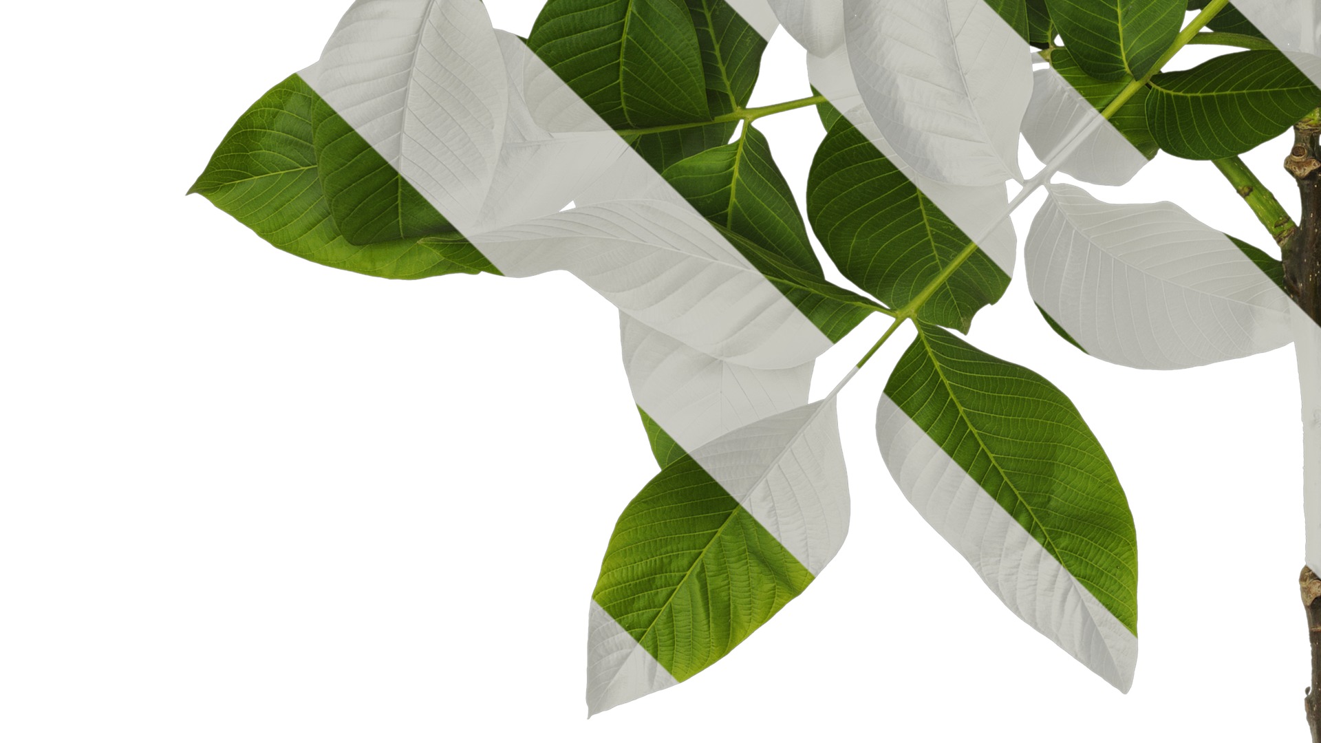 Anydrafts Juglans regia Atlas 05 Texture_5