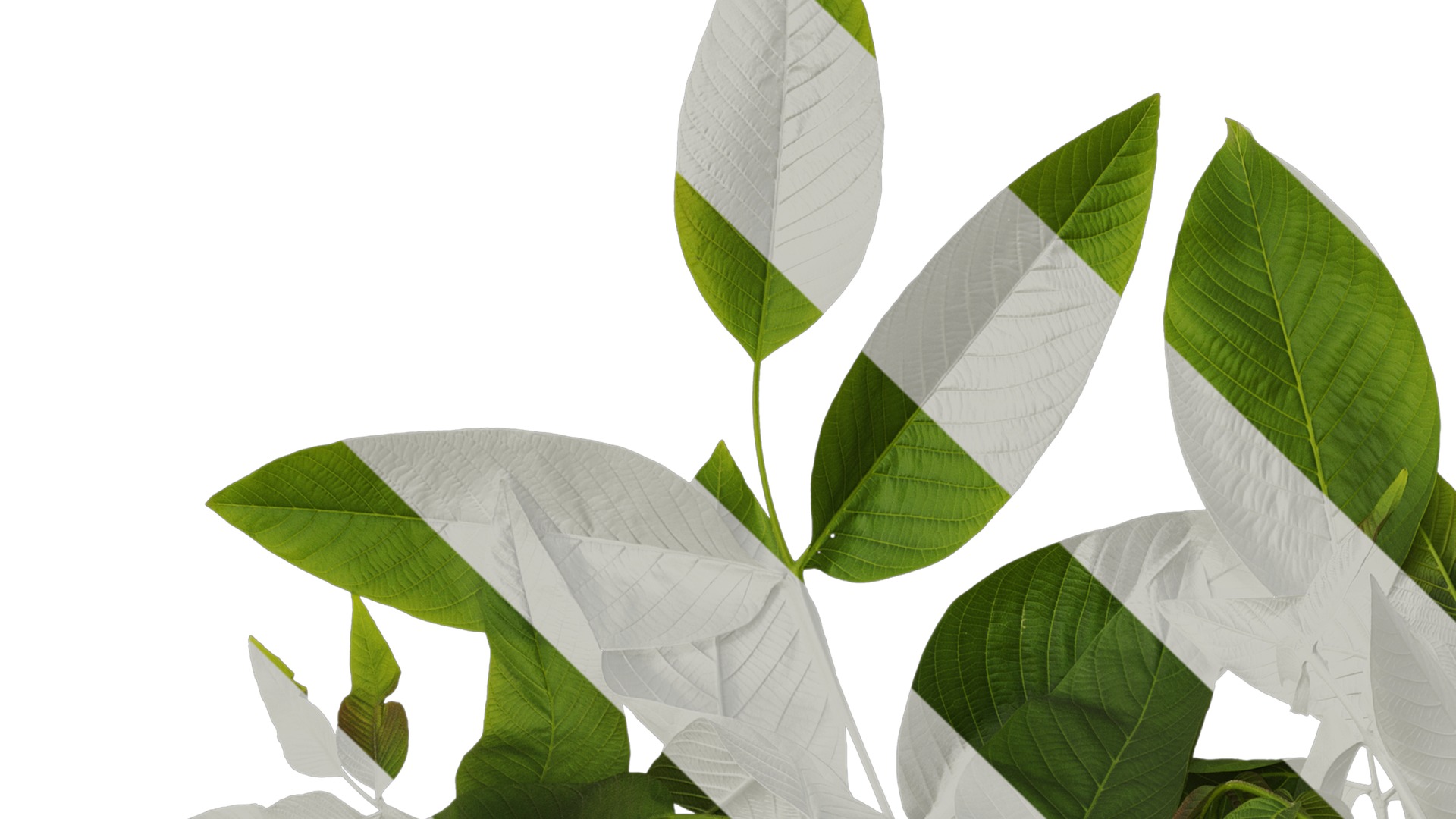 Anydrafts Juglans regia Atlas 05 Texture_1