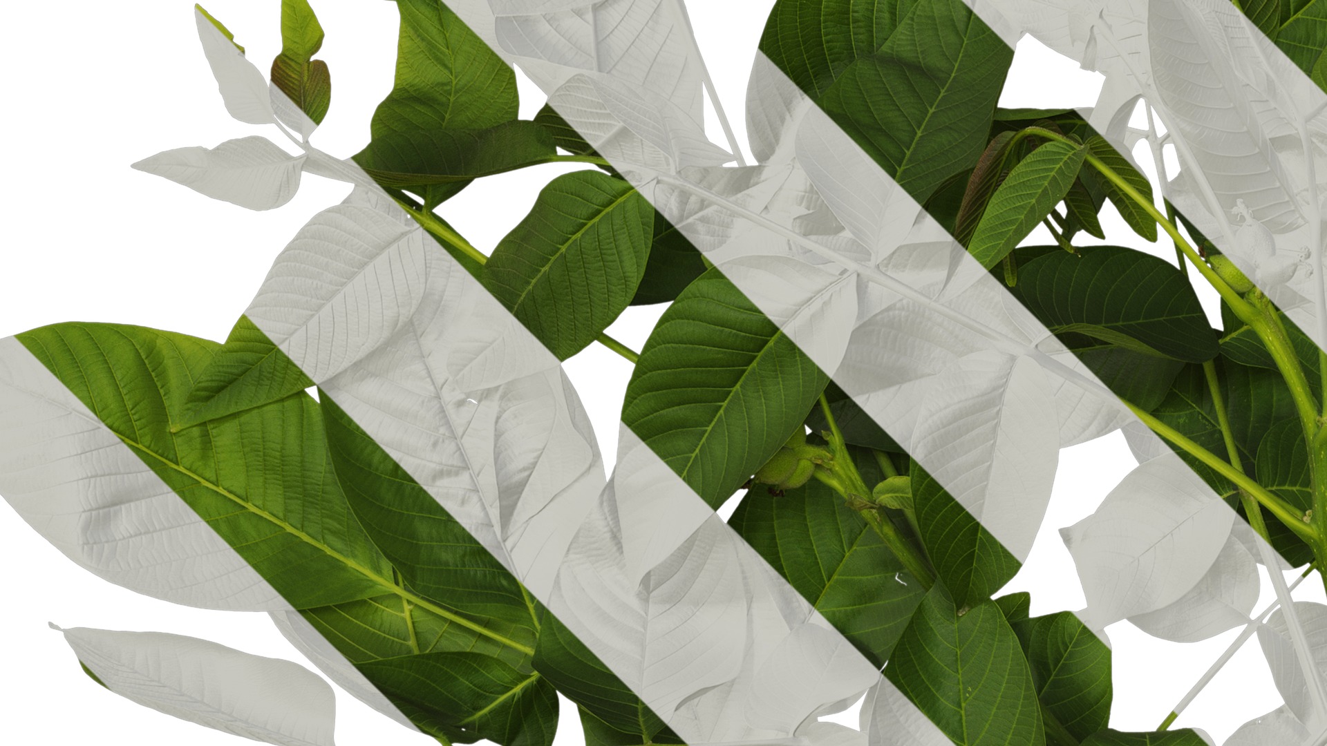 Anydrafts Juglans regia Atlas 05 Texture_3