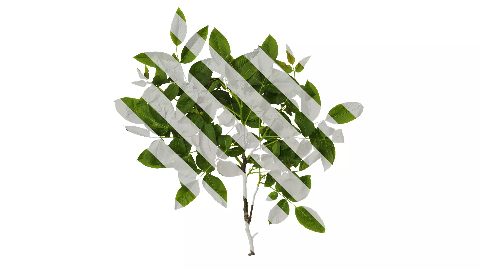 Anydrafts Juglans regia Atlas 05 Texture_0