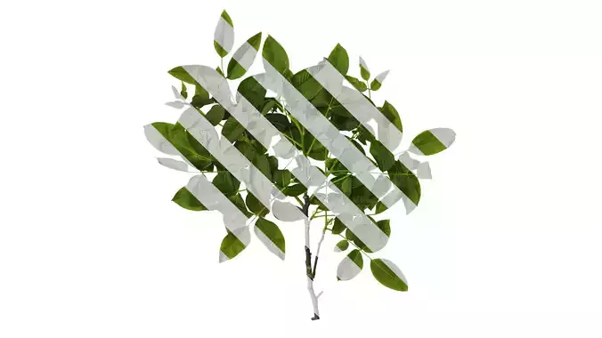 Anydrafts Juglans regia Atlas 05