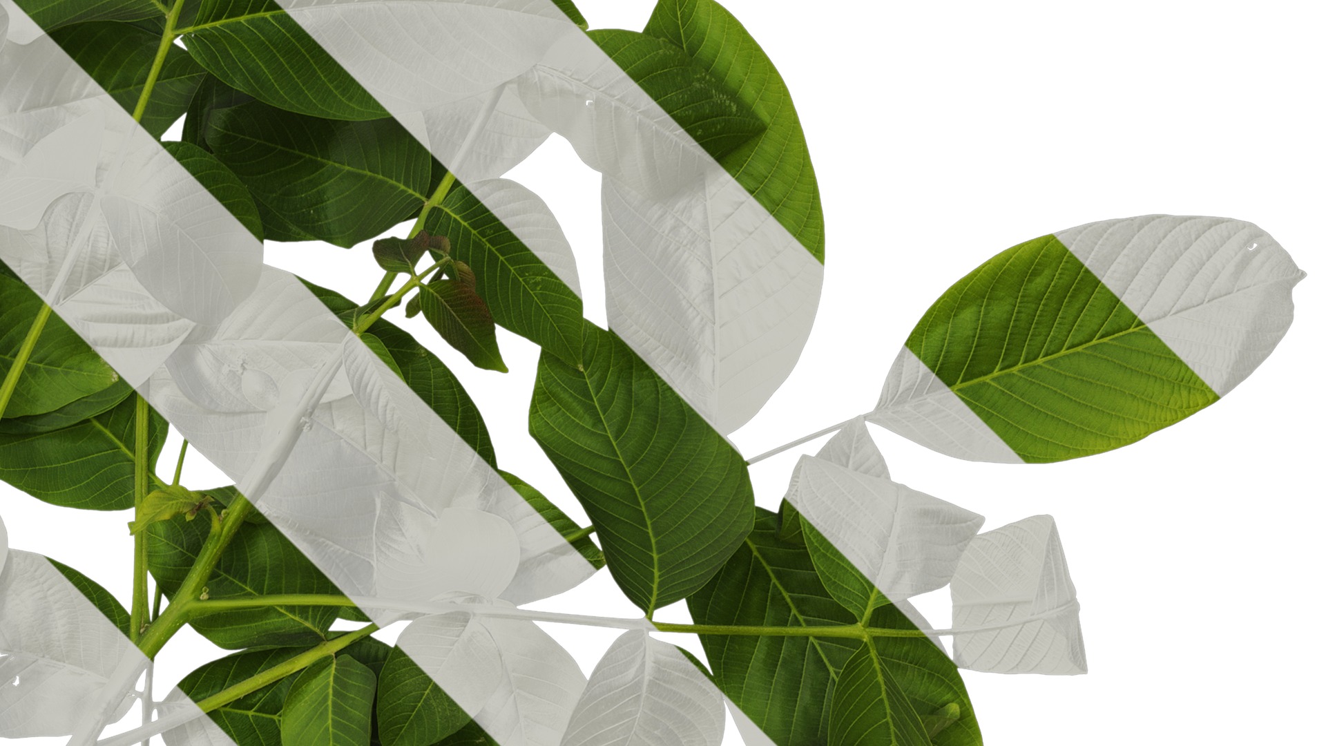 Anydrafts Juglans regia Atlas 05 Texture_4