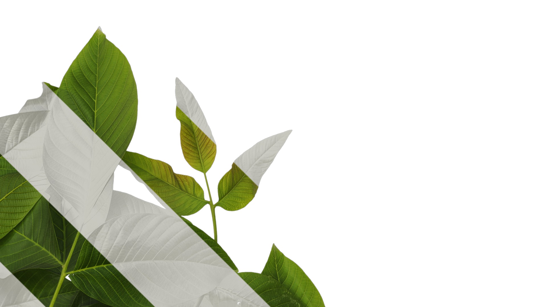 Anydrafts Juglans regia Atlas 05 Texture_2