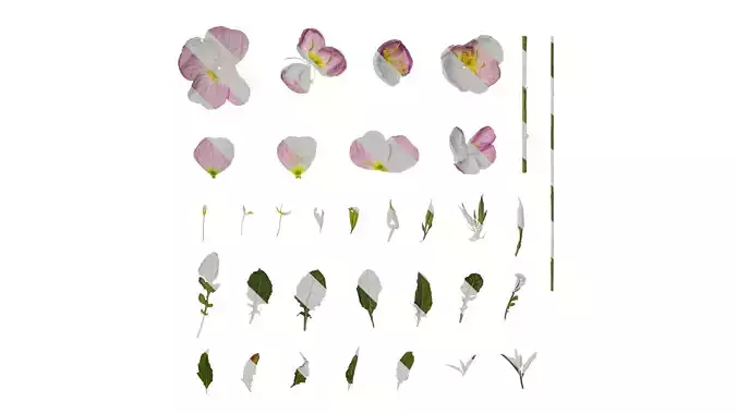 Anydrafts Oenothera speciosa Atlas 01