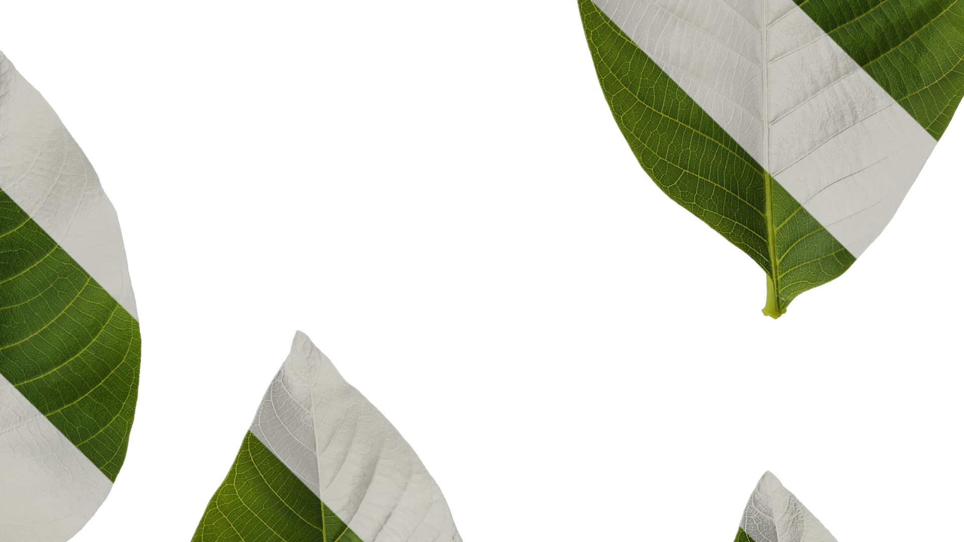 Anydrafts Juglans regia Atlas 06 Texture_4