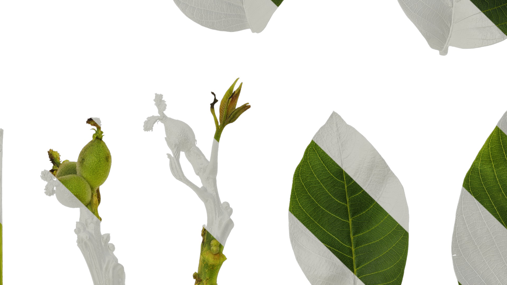 Anydrafts Juglans regia Atlas 06 Texture_3