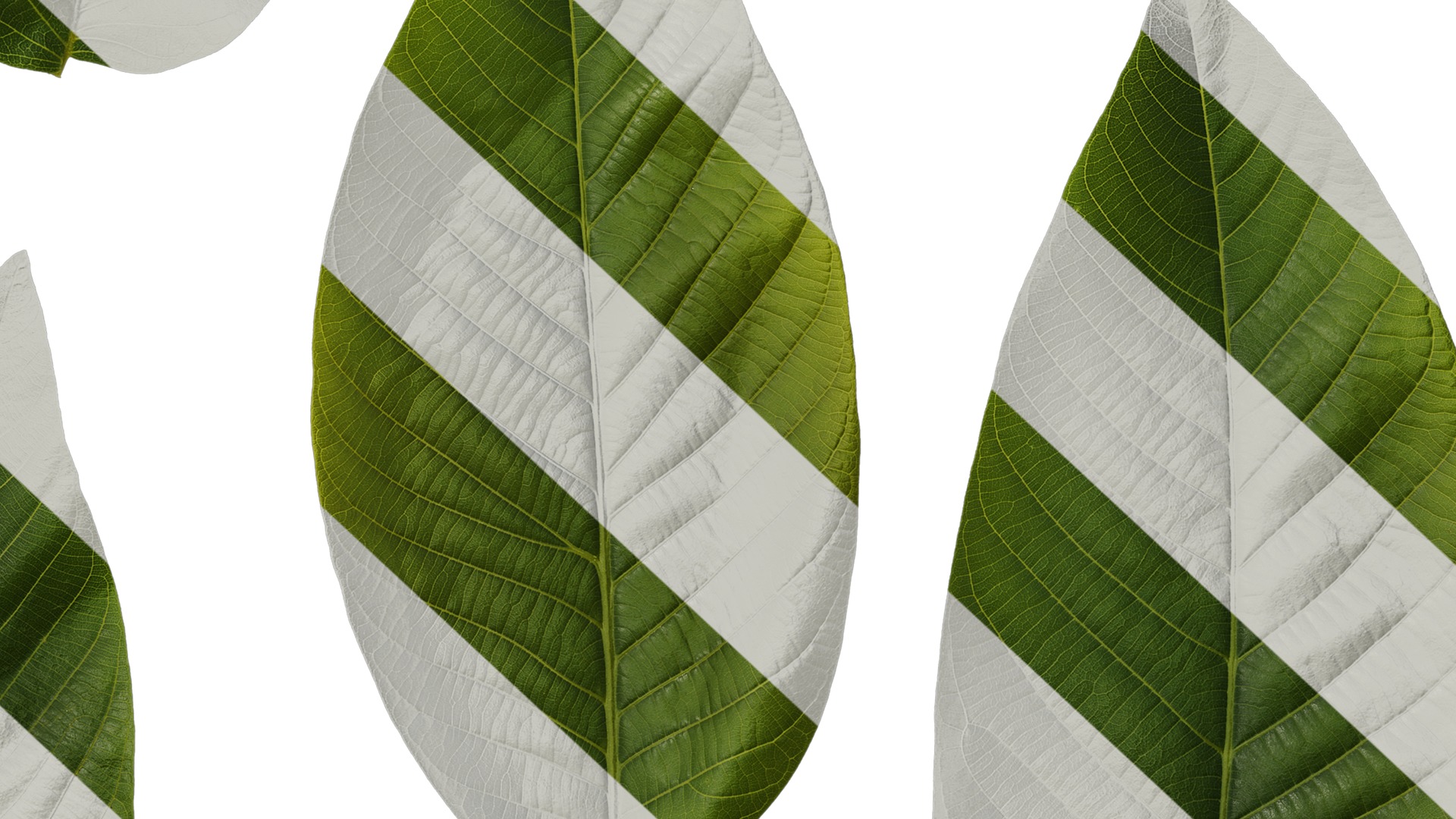 Anydrafts Juglans regia Atlas 06 Texture_6