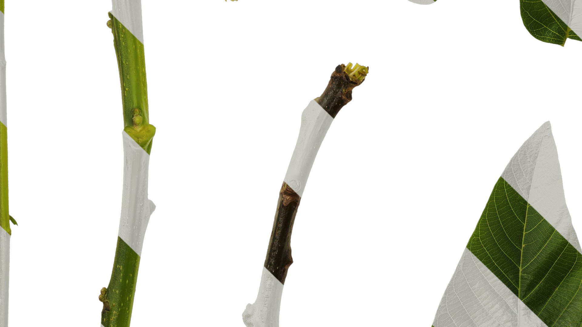 Anydrafts Juglans regia Atlas 06 Texture_5