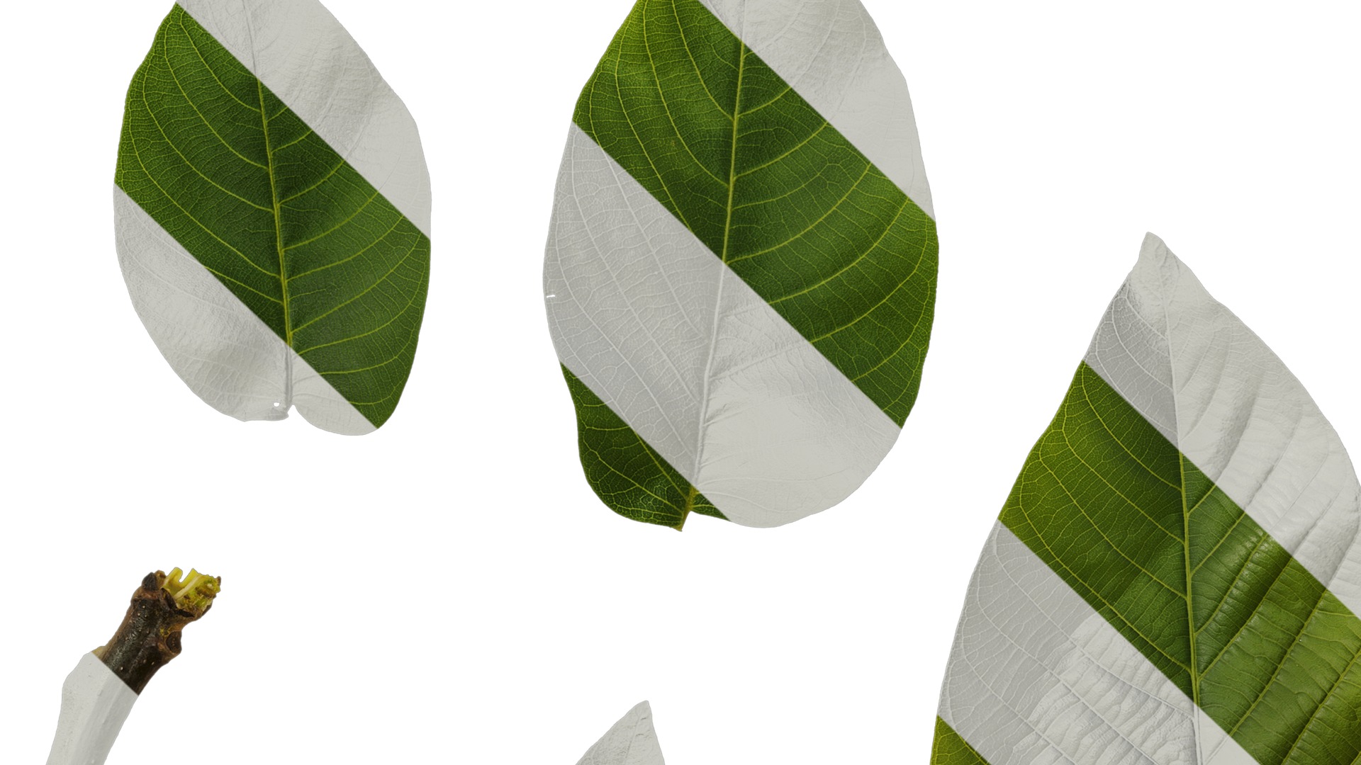 Anydrafts Juglans regia Atlas 06 Texture_7