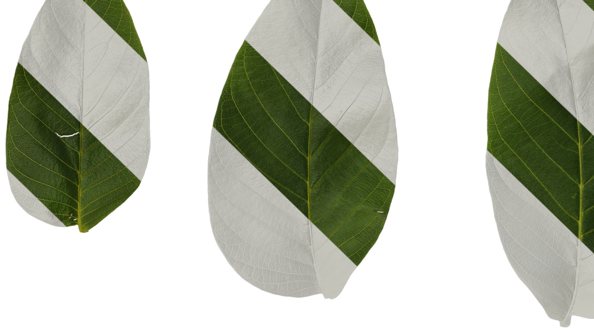 Anydrafts Juglans regia Atlas 06 Texture_1