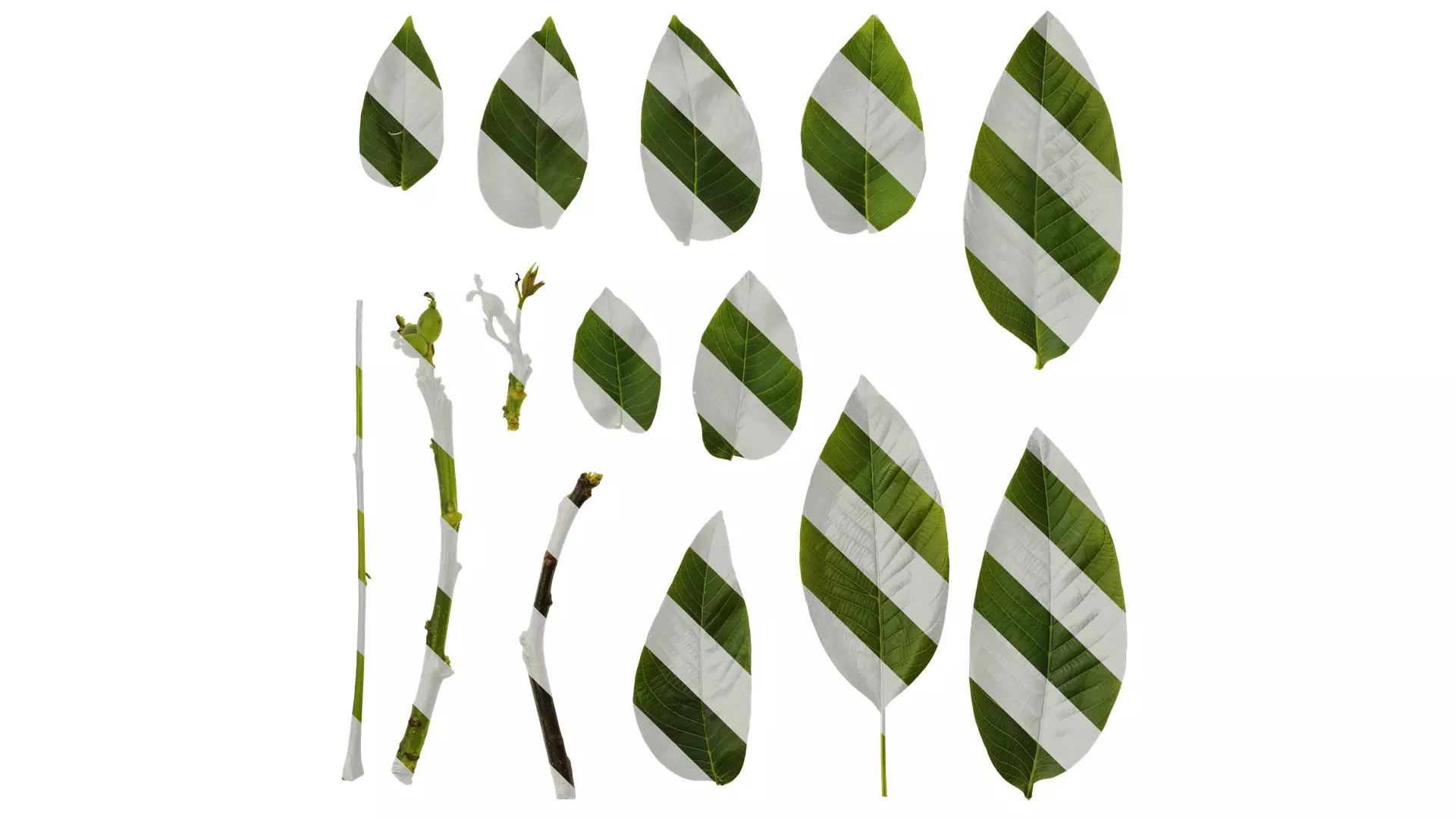 Anydrafts Juglans regia Atlas 06 Texture_0