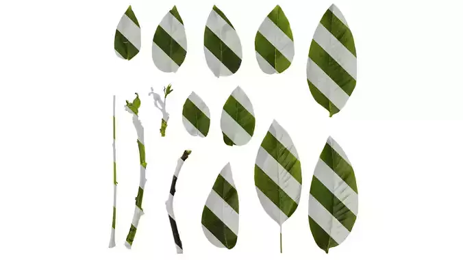 Anydrafts Juglans regia Atlas 06