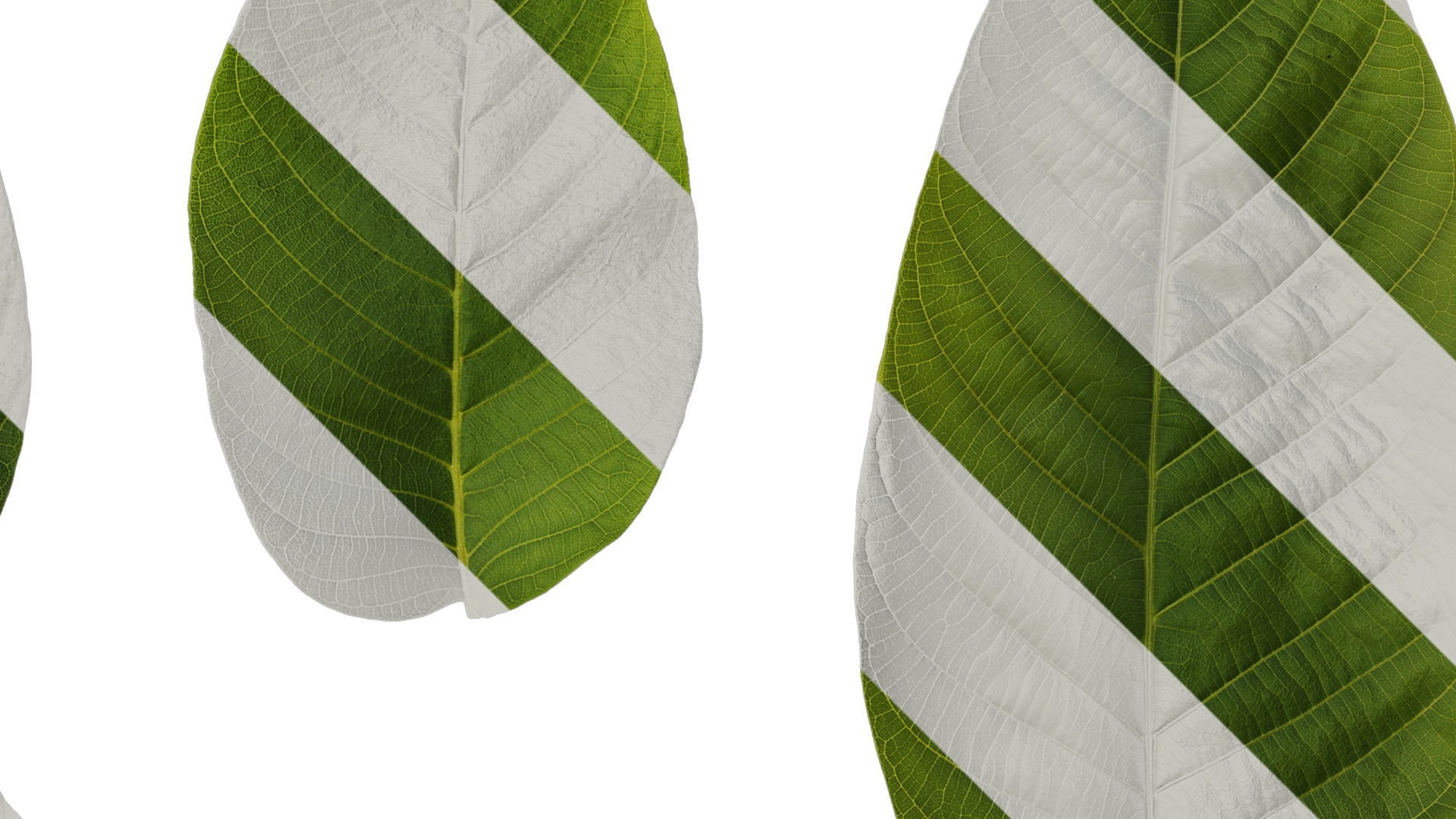 Anydrafts Juglans regia Atlas 06 Texture_2