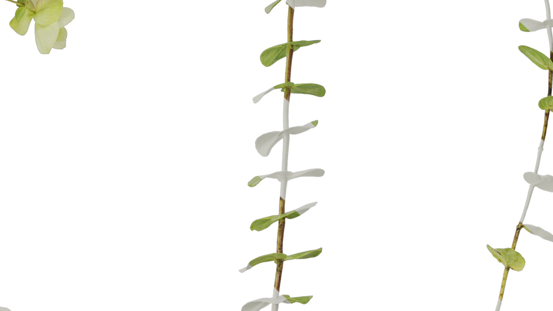 Anydrafts Origanum kent beauty Atlas 01 Texture_7