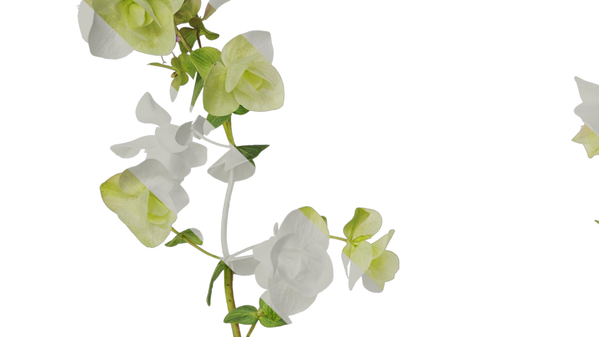 Anydrafts Origanum kent beauty Atlas 01 Texture_1