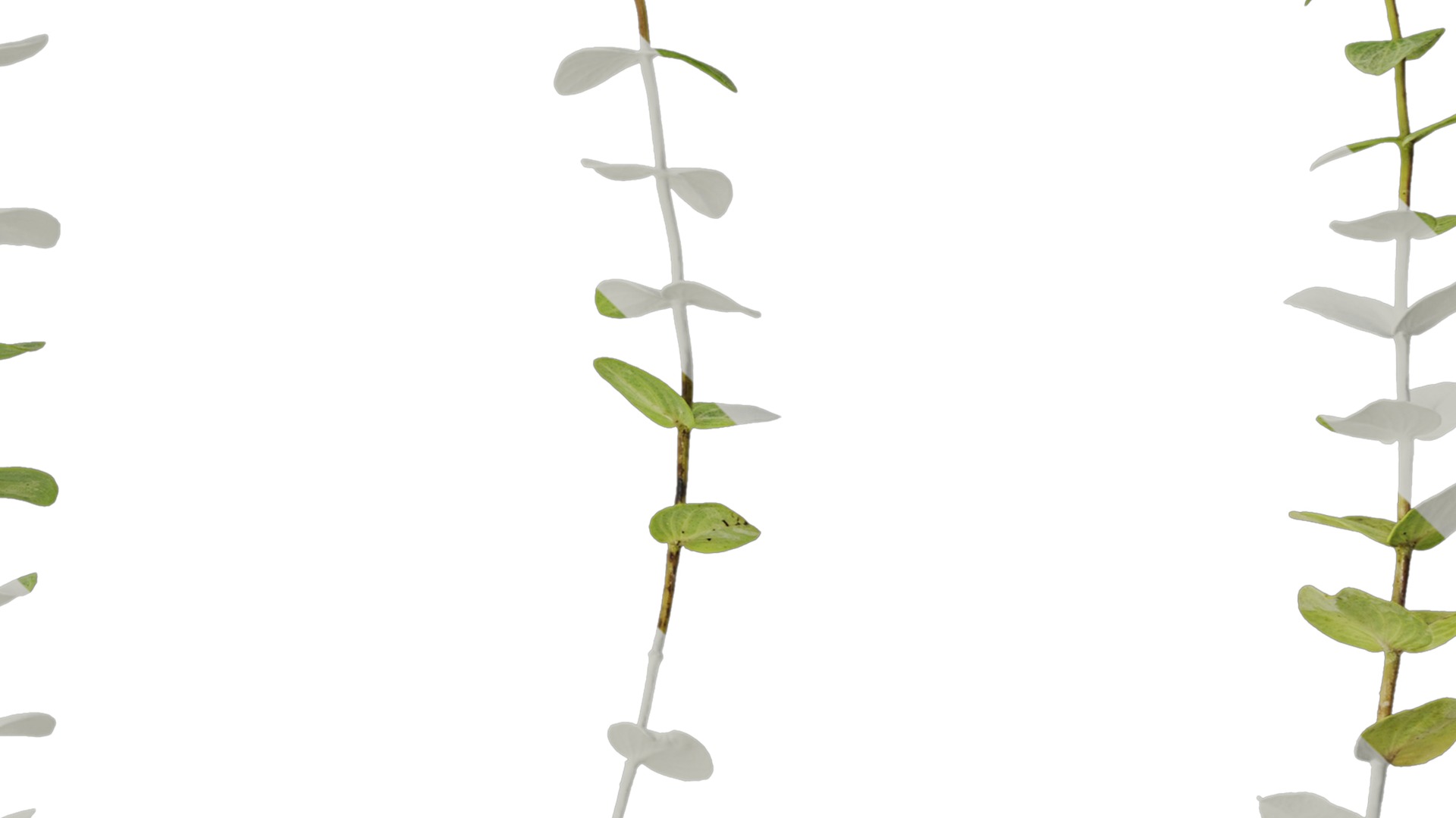 Anydrafts Origanum kent beauty Atlas 01 Texture_4