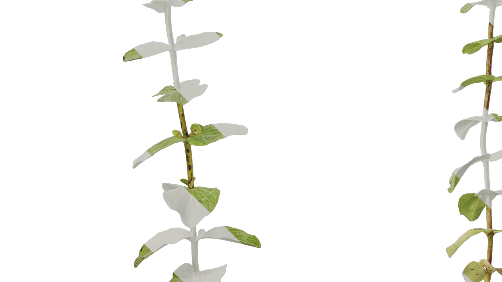 Anydrafts Origanum kent beauty Atlas 01 Texture_5