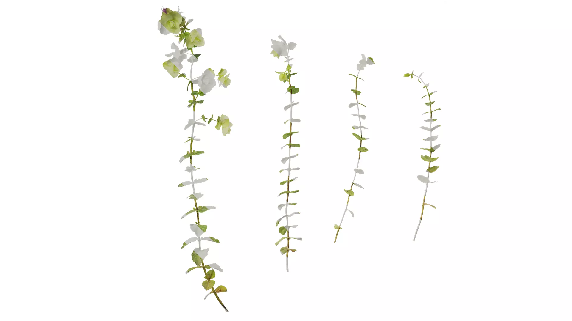 Anydrafts Origanum kent beauty Atlas 01 Texture_0