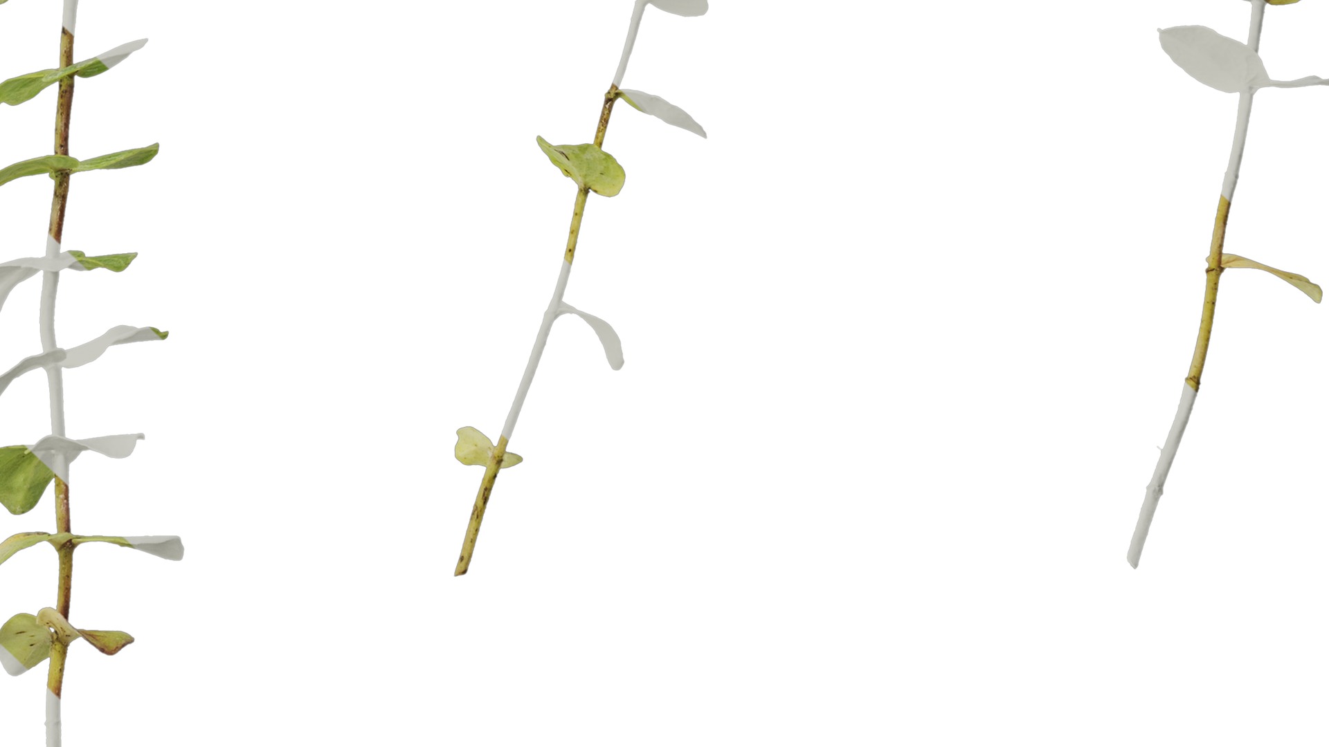 Anydrafts Origanum kent beauty Atlas 01 Texture_6