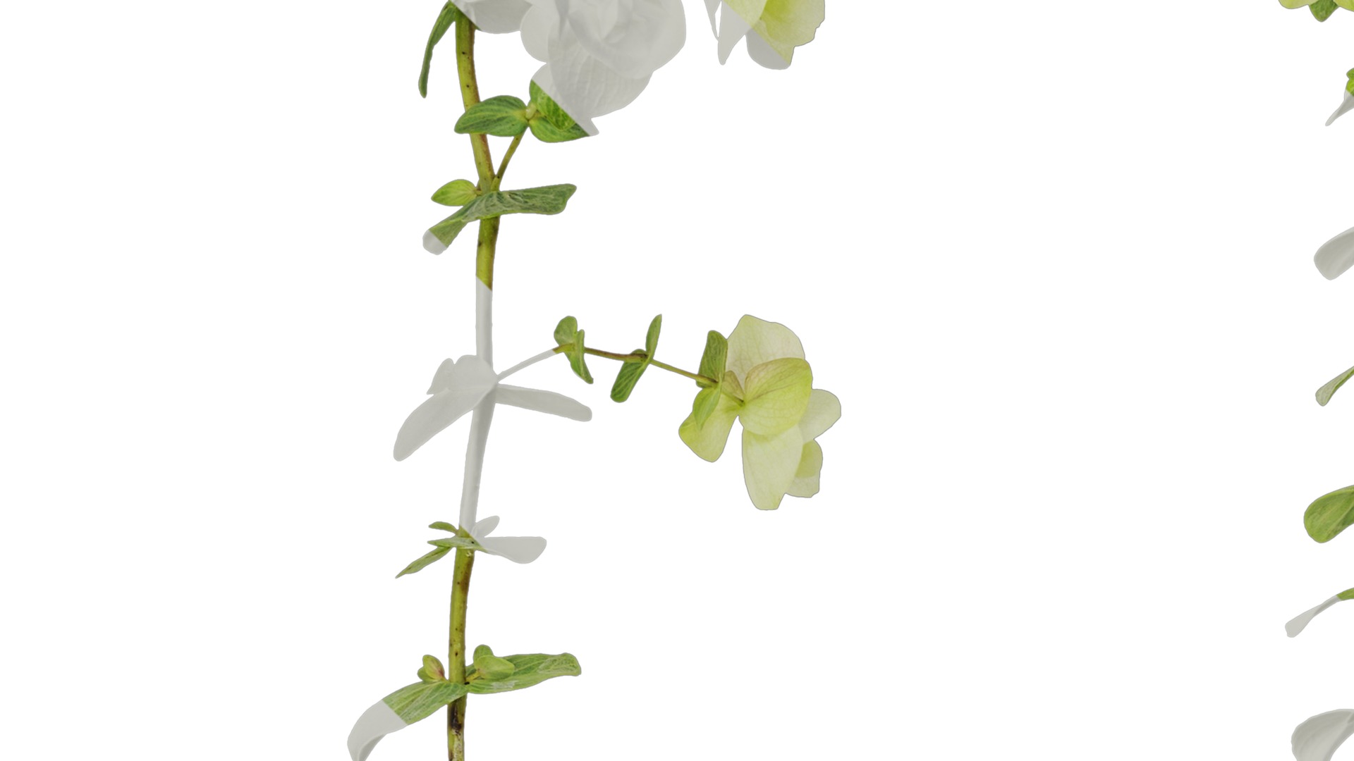 Anydrafts Origanum kent beauty Atlas 01 Texture_3