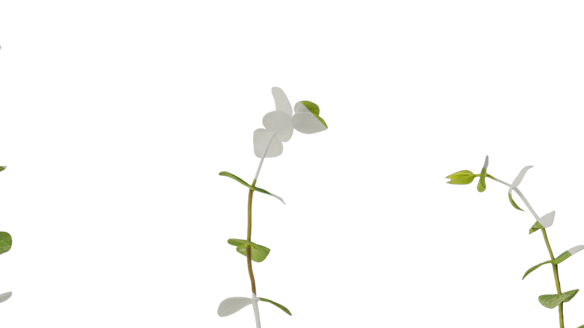 Anydrafts Origanum kent beauty Atlas 01 Texture_2