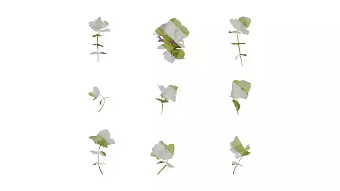 Anydrafts Origanum kent beauty Atlas 02