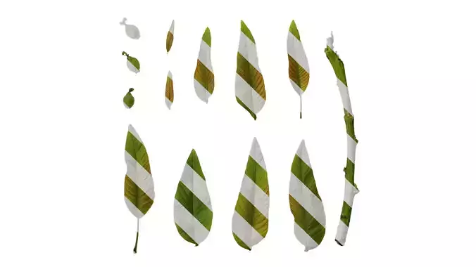 Anydrafts Juglans regia Atlas 07