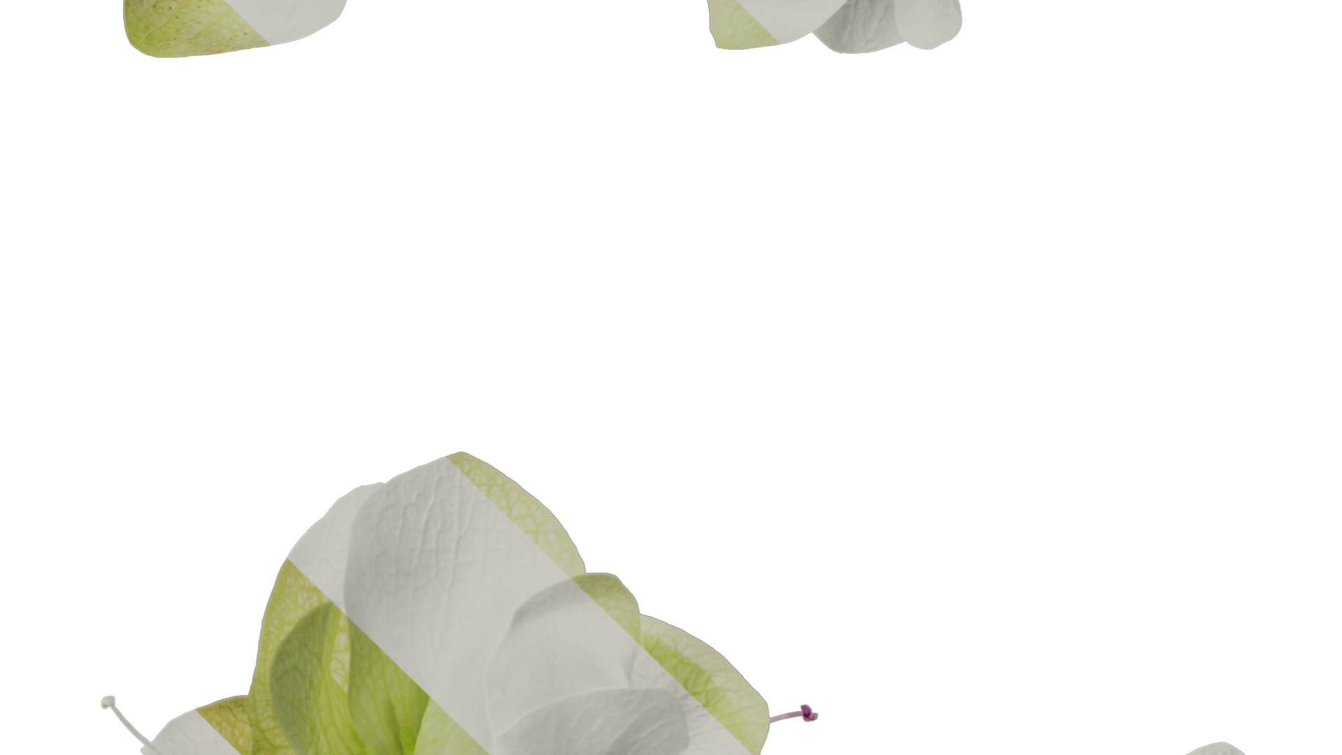 Anydrafts Origanum kent beauty Flower 01 Texture_5