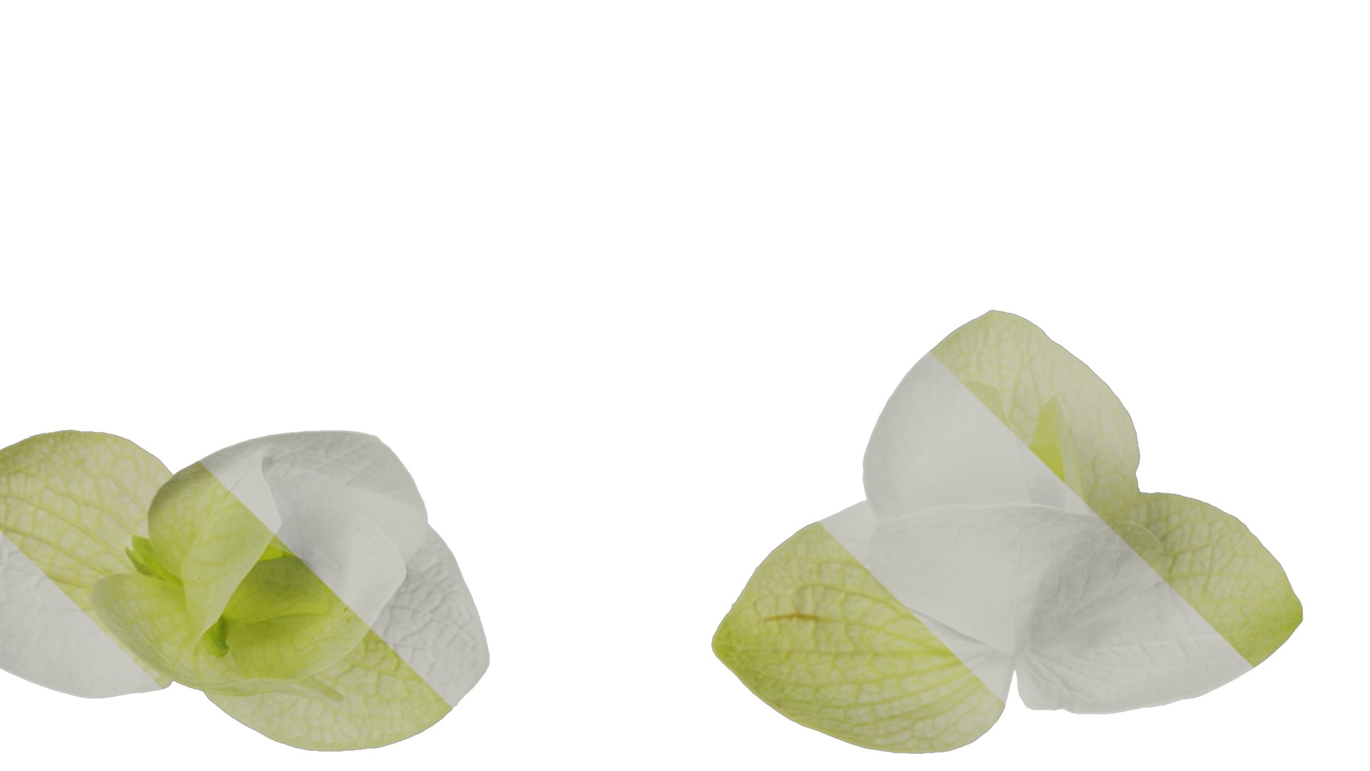 Anydrafts Origanum kent beauty Flower 01 Texture_4