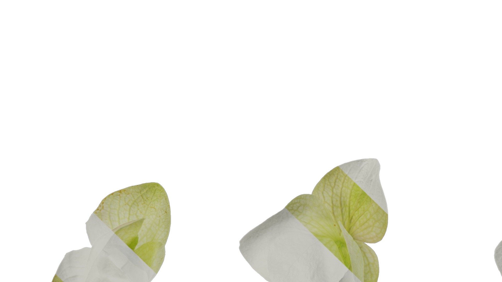 Anydrafts Origanum kent beauty Flower 01 Texture_3