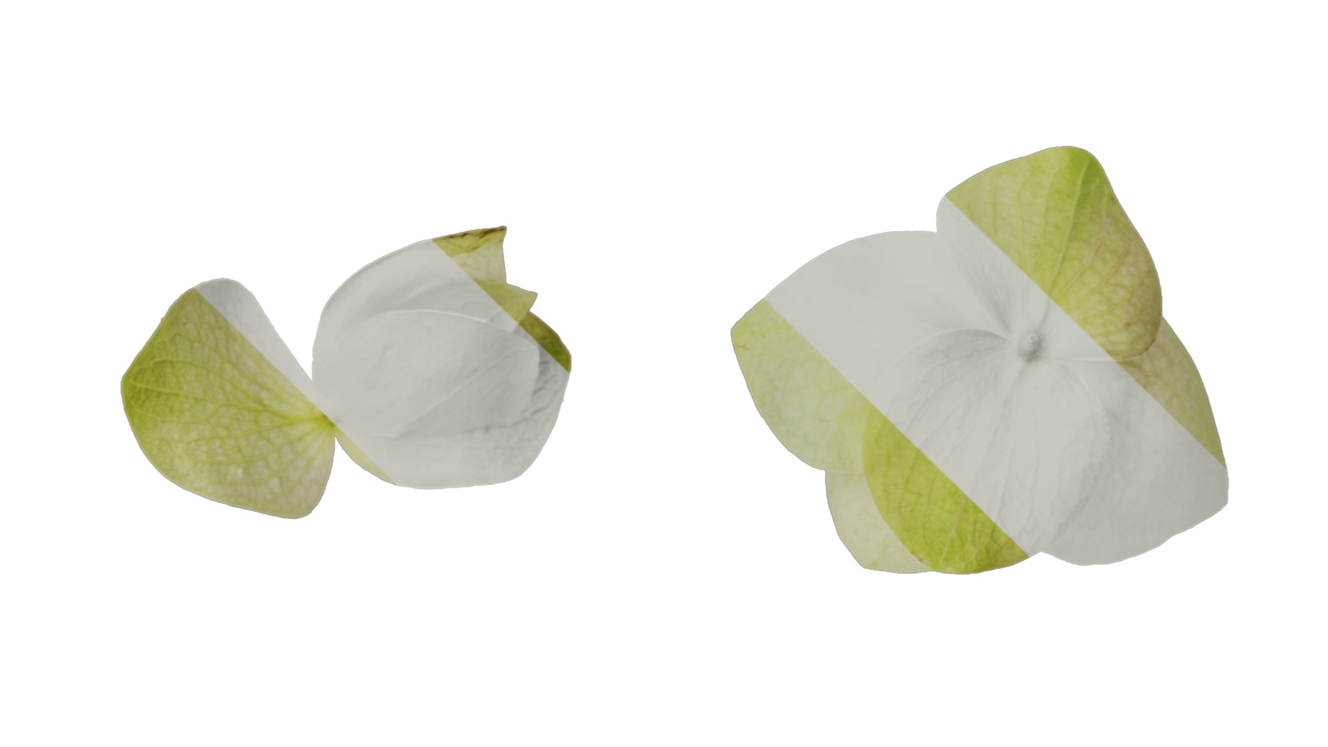 Anydrafts Origanum kent beauty Flower 01 Texture_1