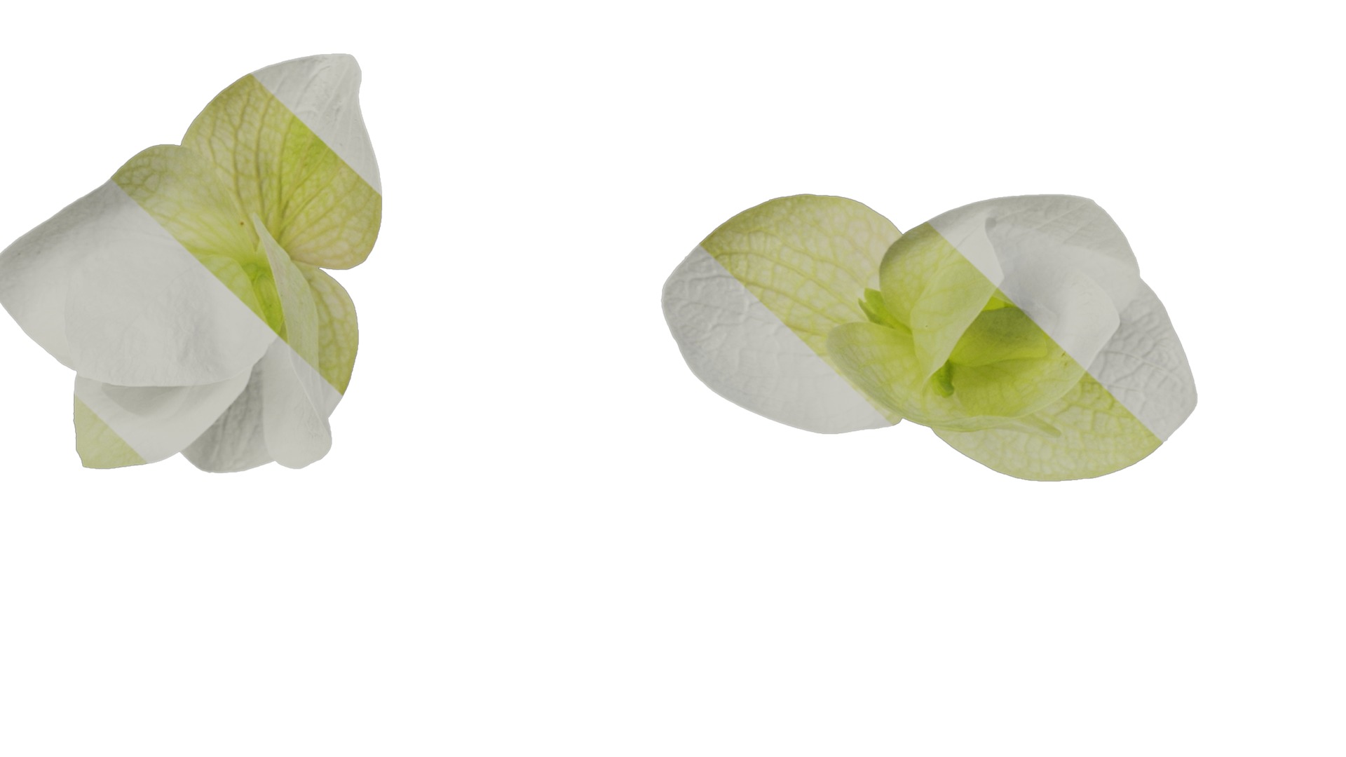 Anydrafts Origanum kent beauty Flower 01 Texture_7