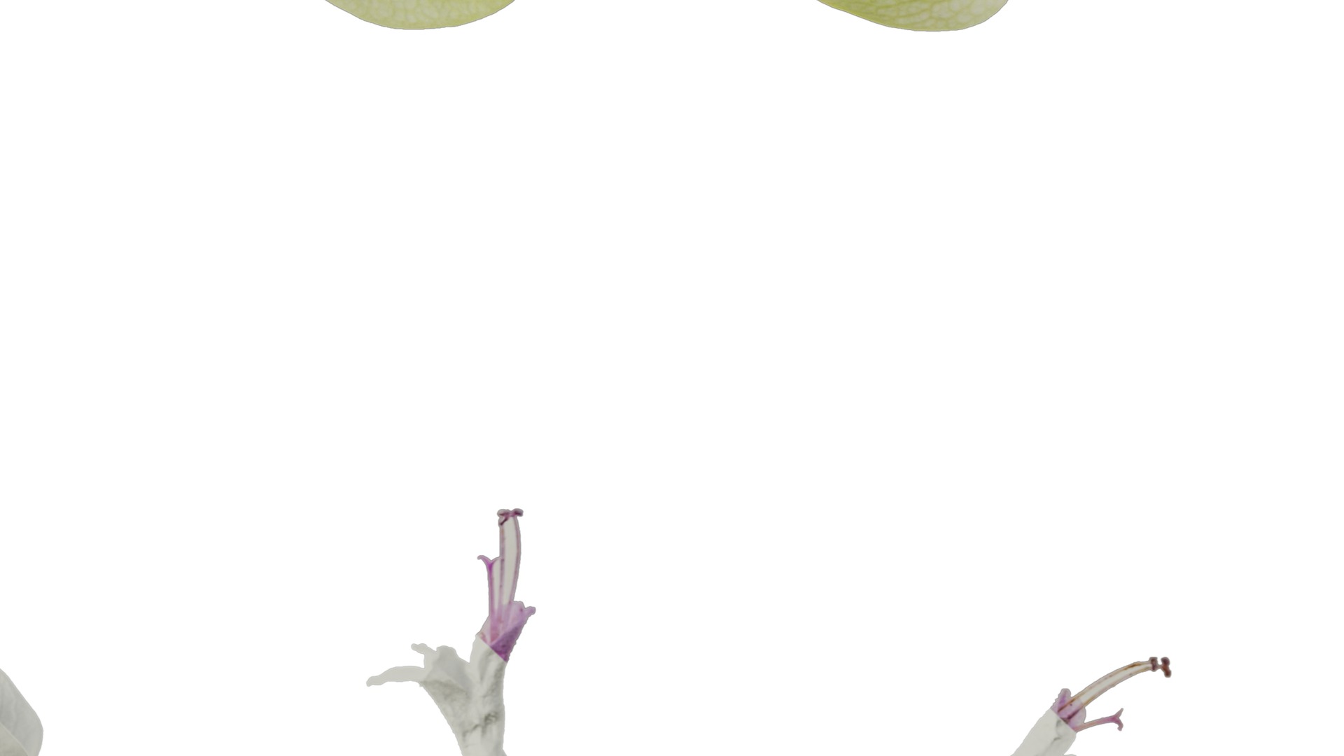 Anydrafts Origanum kent beauty Flower 01 Texture_6