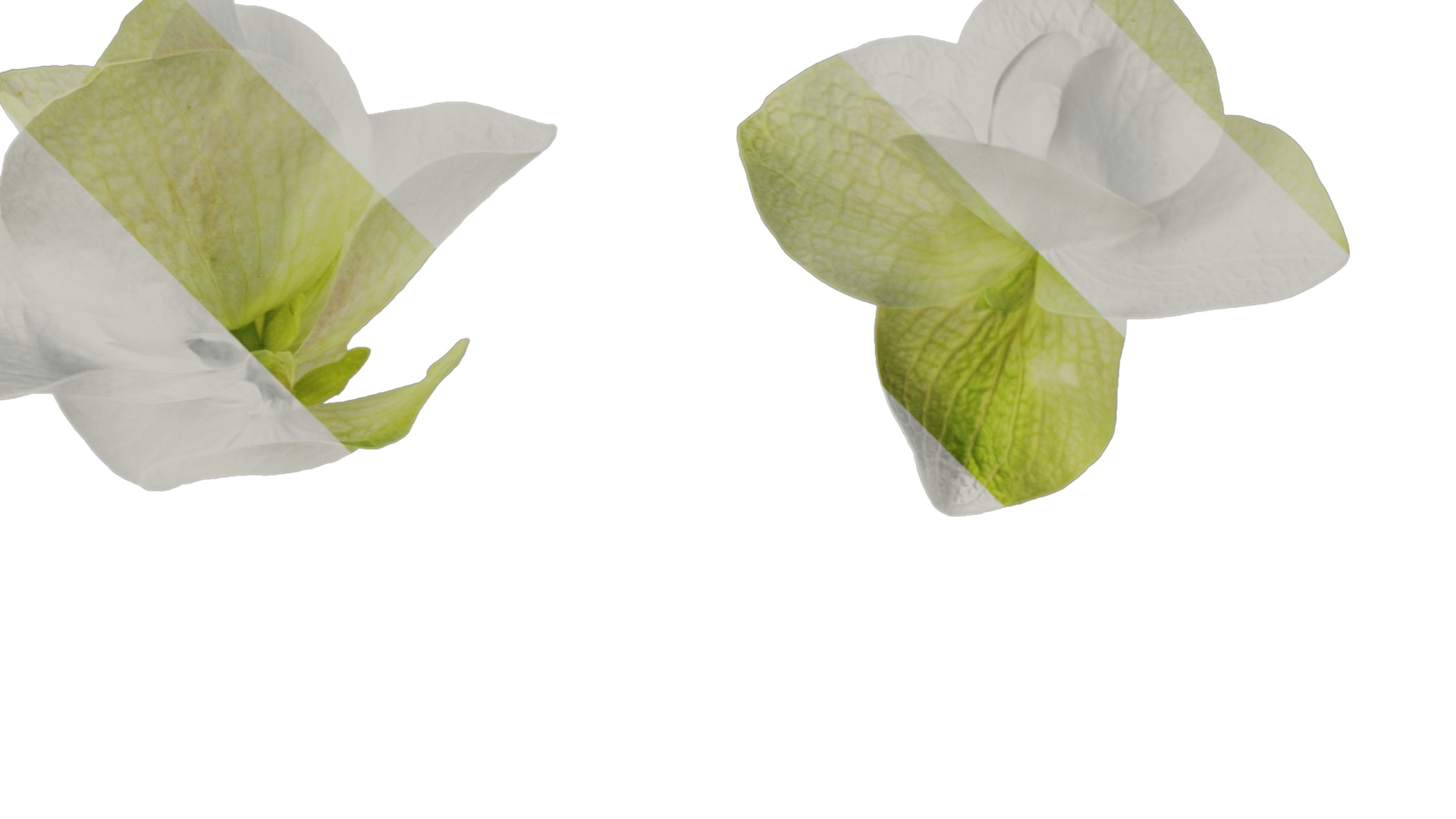 Anydrafts Origanum kent beauty Flower 01 Texture_2