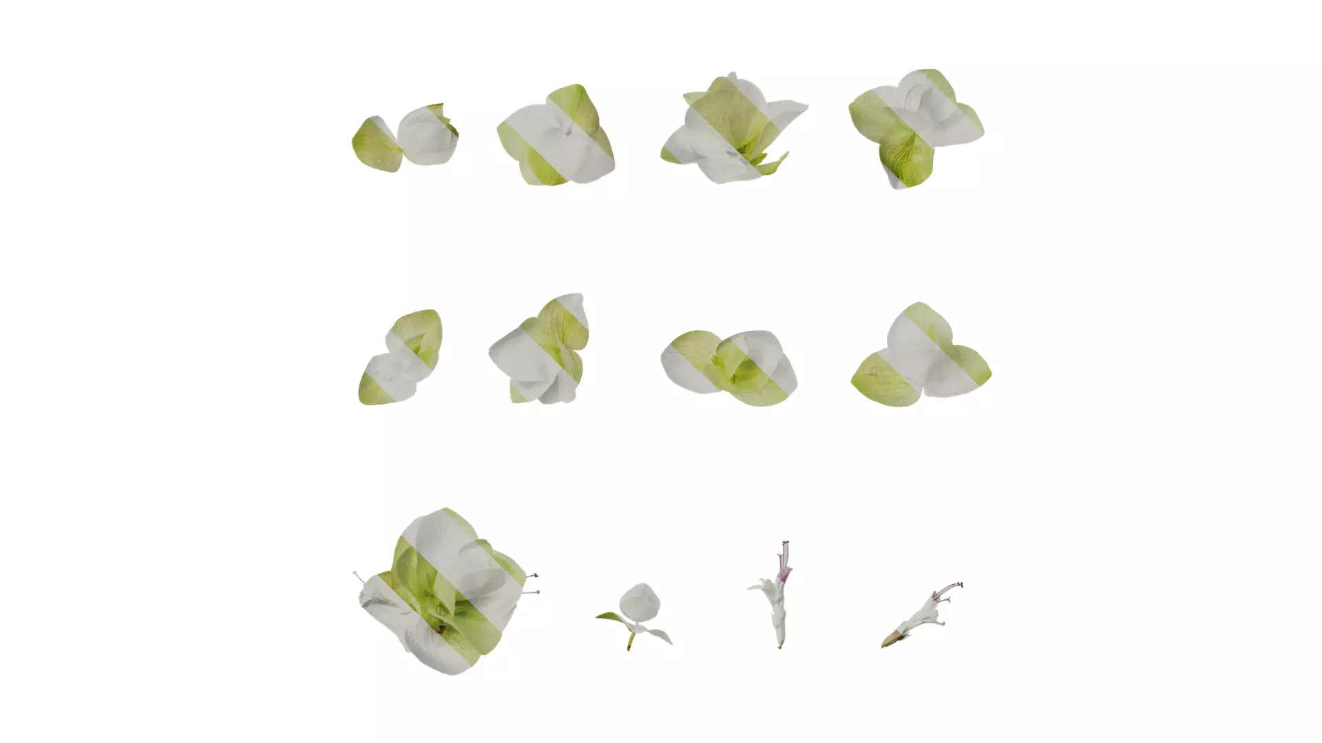 Anydrafts Origanum kent beauty Flower 01 Texture_0