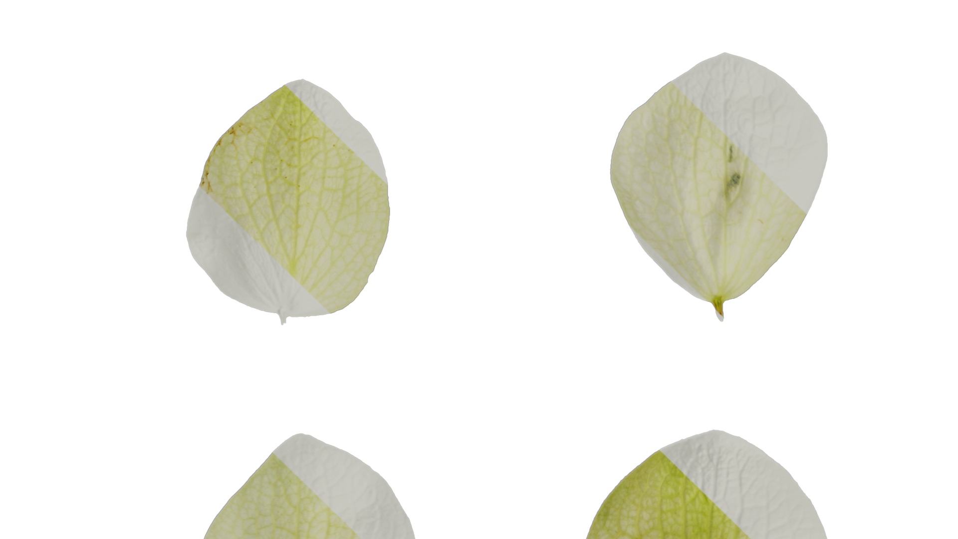 Anydrafts Origanum kent beauty Flower 02 Texture_4