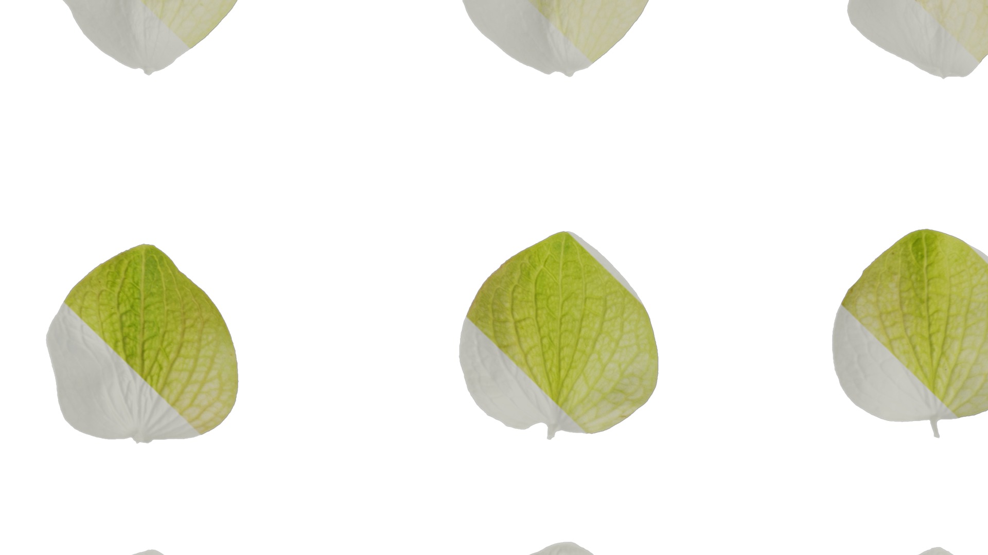 Anydrafts Origanum kent beauty Flower 02 Texture_3