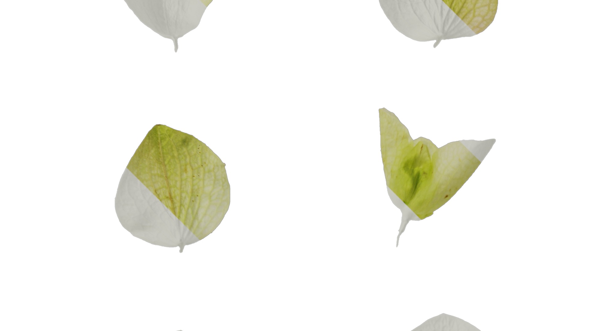 Anydrafts Origanum kent beauty Flower 02 Texture_2