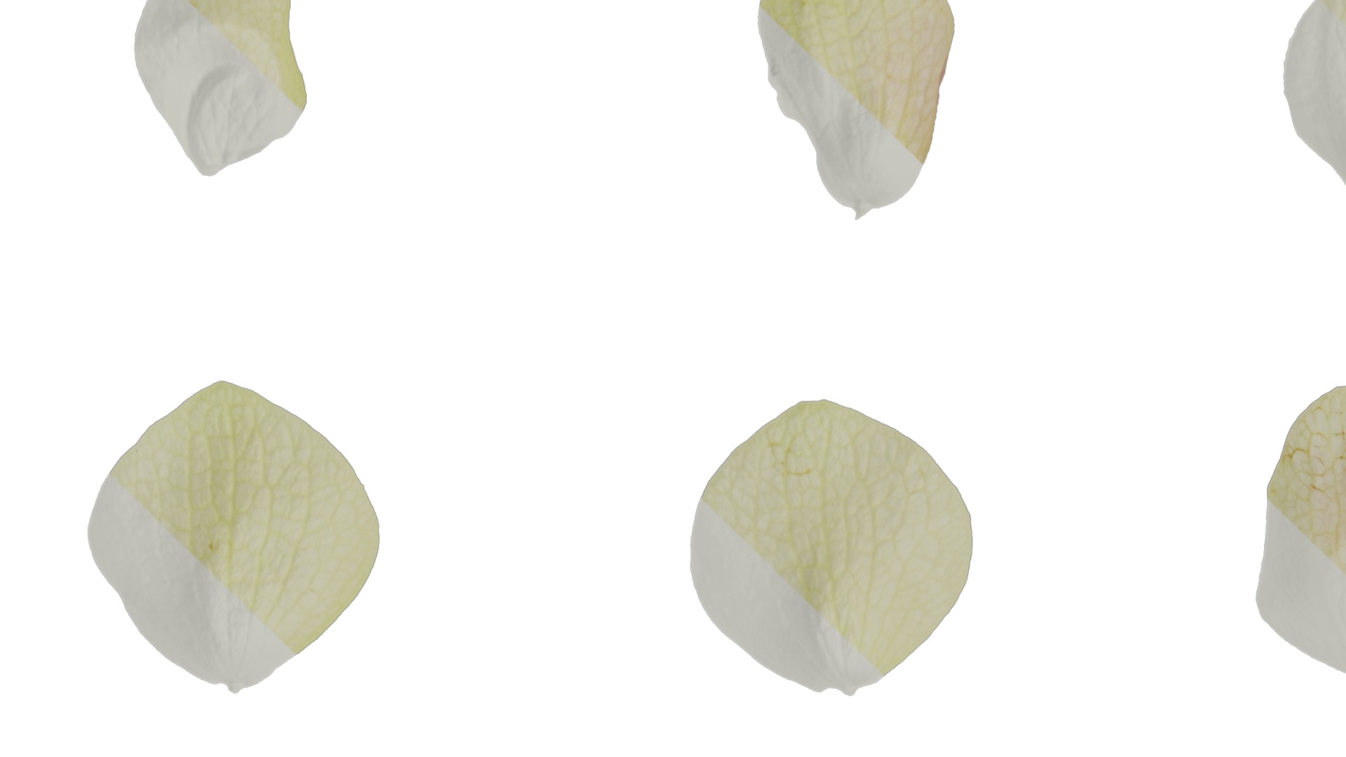 Anydrafts Origanum kent beauty Flower 02 Texture_1