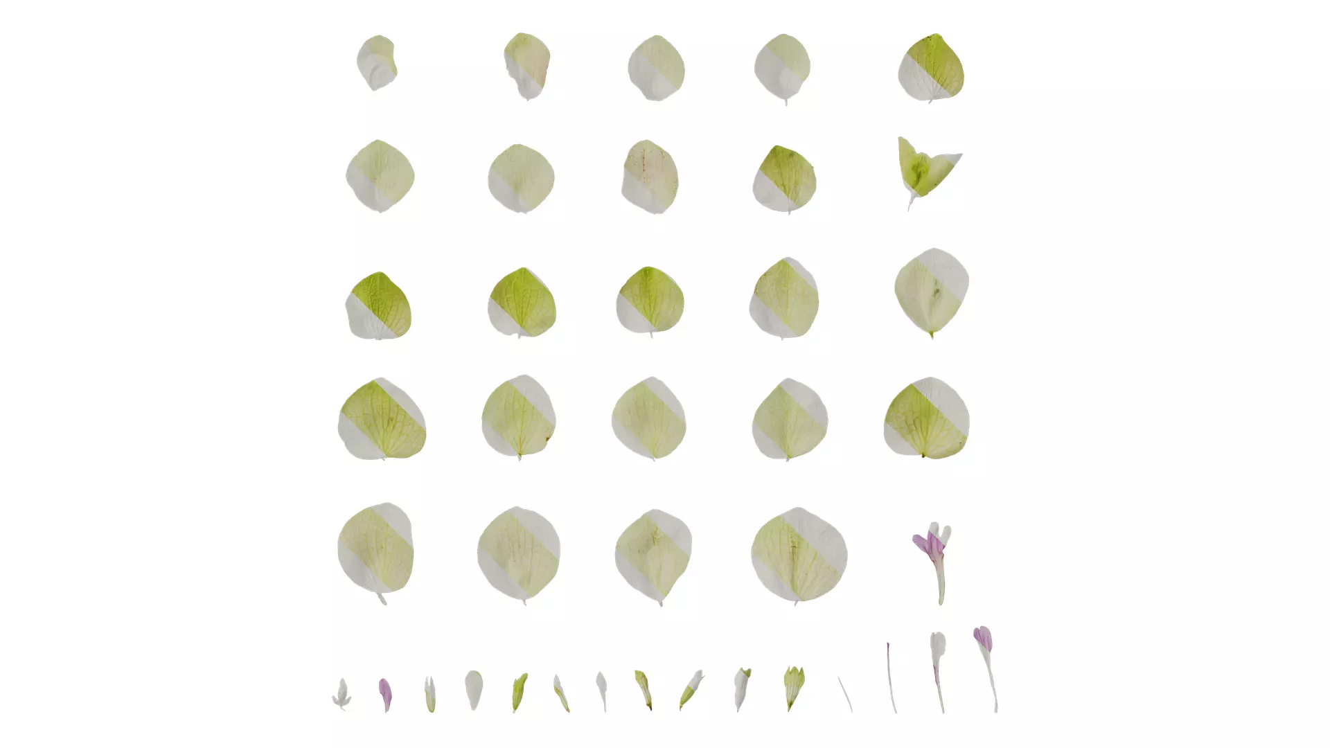 Anydrafts Origanum kent beauty Flower 02 Texture_0
