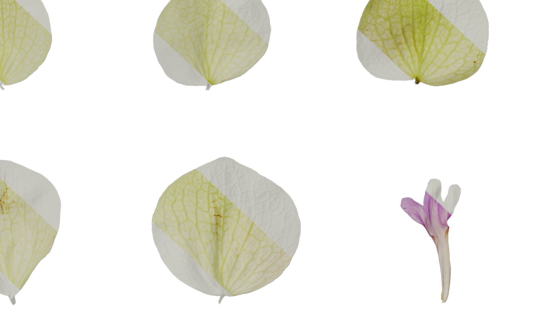 Anydrafts Origanum kent beauty Flower 02 Texture_6