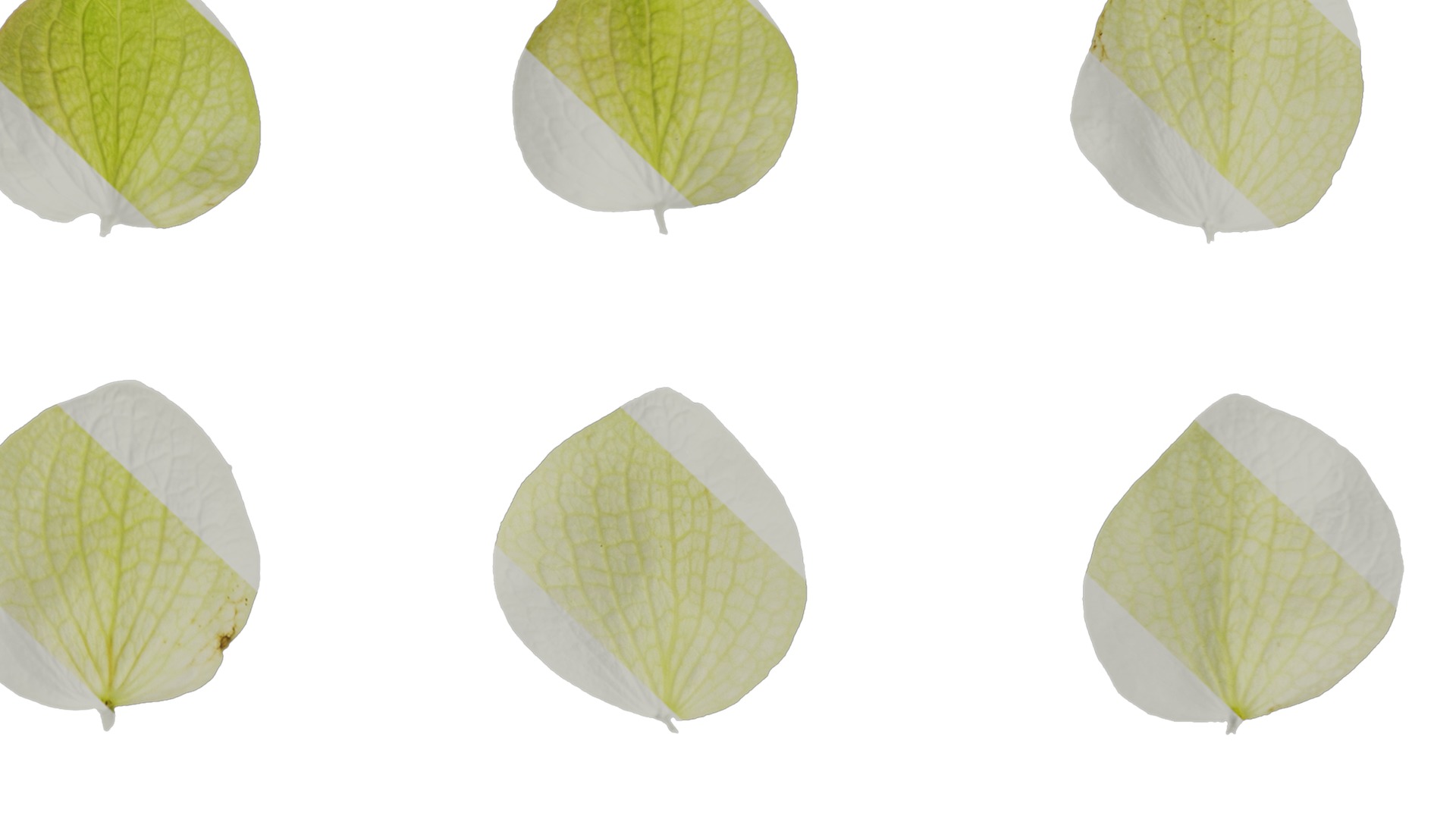 Anydrafts Origanum kent beauty Flower 02 Texture_7